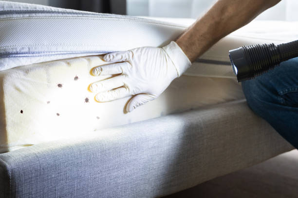 Best Best Pest Control Companies  in Parkers Prairie, MN