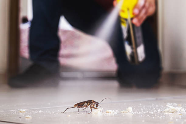 Best Rat Extermination Near Me  in Parkers Prairie, MN